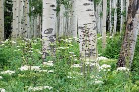 Check spelling or type a new query. White Petaled Flowers Surrounded Birch Trees Aspen Forest Wildflower Colorado Green Nature Pxfuel
