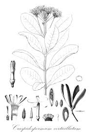 Image result for Isonema infundibuliflorum