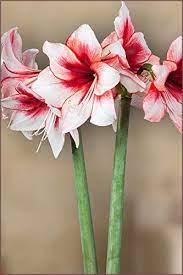Amaryllis Bulb Red And White Amaryllis Temptation 2830cm Bulb Outstanding Indoor Blooms Details Can Be Found By C Amaryllis Bulbs Amaryllis Red Amaryllis
