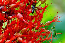 Image result for Combretum microphyllum