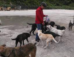 sokak kopekleri icin ornek dayanisma