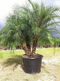 Buy Cold Hardy Palm Trees Mule Palm Tree Pygmy Date Palm Roebelenii Palm Wholesale Cold Hardy Palms Realpa Cold Hardy Palm Trees Palm Trees Florida Landscaping