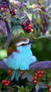 Birds Of A Feather Flock Together Meaning In Hindi Pin By Samantha On Birds Art Creative Photo Montage In 2020 Beautiful Birds Animals Colorful Birds