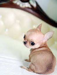 Micro Teacup Chihuahua Baby Animals Chihuahua Puppies Cute Baby Animals
