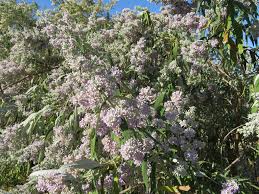 Image result for Buddleja salviifolia