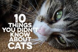 10 Things You Didn T Know About Cats Cute Cat Quotes Cats Cat Quotes