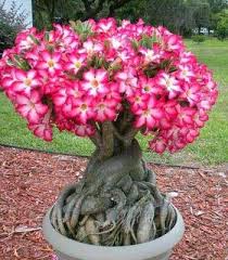Desert Rose Plants In 2021 Desert Rose Plant Planting Roses Desert Rose