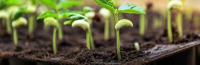 When To Plant Vegetables A Planting Guide Lovethegarden