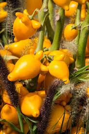 Image result for Solanum mammosum