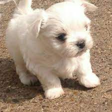 Since people discovered it in the mexican state of chihuahua, they called it chihuahua. Maltese Chihuahua Mix Chihuahua Mix Puppies Puppies Cute Little Puppies