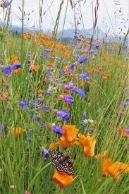 Image result for Penstemon