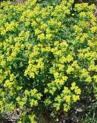 Image result for Cephalocroton mollis