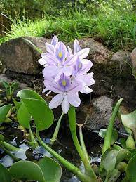 Pin On My Garden Is My Soul S Paint