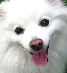 Miniature Black American Eskimo Dog Google Image Result For Http Cdn Greatdogsite Com Watermark American 2520eskimo 2520dog 2 2520years American Eskimo Dog American Eskimo Puppy American Eskimo