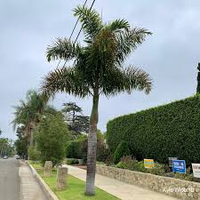 Image result for Wodyetia bifurcata