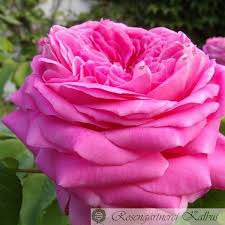 Charles went to live in anjou, where yolande, energetic and accustomed to rule, established her influence over him. Yolande D Aragon Historische Rosen