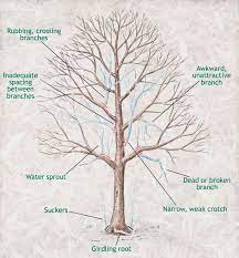 Tree Pruning Image Tree Pruning Pruning Fruit Trees Fruit Trees