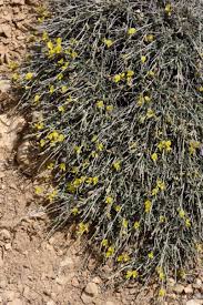 Image result for Argyrolobium fischeri