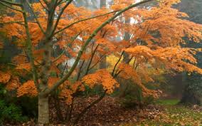 Check spelling or type a new query. Palmatifolium Full Moon Japanese Maple 2 Gallon 24 36 Ht Tree Japanese Maples Gardener Direct