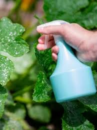 The spray paralyzes and suffocates the insects. 7 Homemade Bug Sprays For Indoor Plants