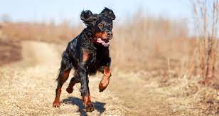 Looking for an irish setter puppy for sale? 5 Things To Know About Gordon Setters