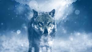 You can also upload and share your favorite wolf 4k desktop wallpapers. 4k Wolf Wallpaper Beautiful Wolf Heterochromia Fantasy Laptop Full Hd 1080p Hd 4k Wallpapers Backgrounds This Week Left Of The Hudson