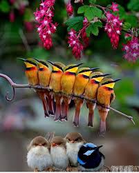 Birds Of The Same Feather Are The Same Birds No Hay Ninguna Descripcion De La Foto Disponible Pet Birds Beautiful Birds Animals Beautiful
