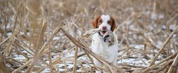We did not find results for: Shed Hunting Dog Training How To Train Your Dog To Shed Hunt Bone Collector