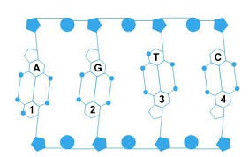 A figura a seguir representa parte da estrutura molecular do ácido  desoxirribonucléico (DNA). - Brainly.com.br