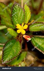 Image result for Corchorus aestuans