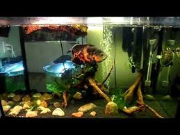 Couple that with the fact that we often keep them in small tanks and you've got a big bumbling brute in a jewelry store. Tiger Oscar And Painted Turtle Feeding The Tiger Oscar And Turtle In 65 Gallon Aquarium Youtube Turtle Aquarium Turtle Painting Tiger Oscar Fish