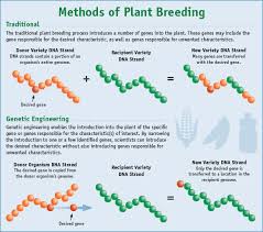 Here S What 9 000 Years Of Breeding Has Done To Corn Peaches And Other Crops Vox Brad Plumer Plant Breeding Nutrition Labels Food Technology