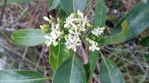 Image result for Coptosperma rhodesiacum
