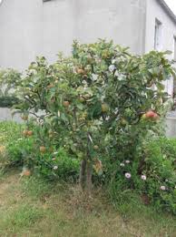 Après avoir épluché les pommes je les ai coupées en petits morceaux, puis mis à cuire avec un peu d'eau dans le fond a voir également. Peut On Mettre Les Epluchures De Pommes Vereuses Dans Le Compost Forum Jardinage