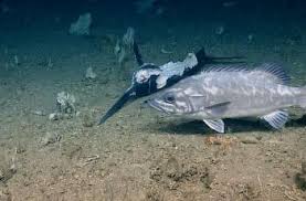 Ikan air laut yang bagus untuk pemula adalah chalk bass. Kejamnya Laut Dalam Hiu Bisa Dimakan Oleh Hewan Menyeramkan Ini Hitekno Com