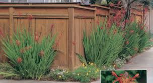 Image result for Maranthes floribunda