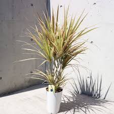 Image result for Dracaenaceae