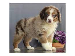 Maybe you would like to learn more about one of these? Australian Shepherd Dog Female Red Merle 2498032 Petland Carmel In