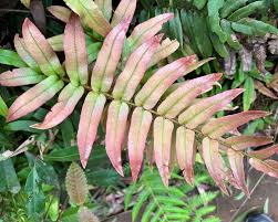 Image result for Blechnum punctulatum