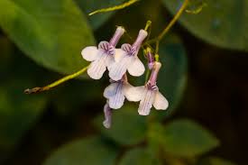 Image result for Streptocarpus kamerunensis