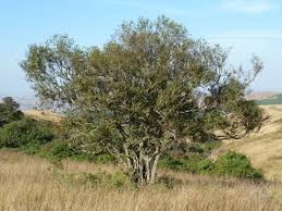 Image result for Teedia lucida