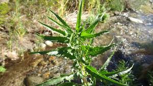 Image result for Pilostyles aethiopica