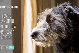 We did not find results for: St Petersbark Natural Pet Market