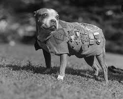 1914 1945 Sergeant Stubby 1916 Or 1917 March 16 1926 Was The Most Decorated War Dog Of World War I And The Only Dog To Be War Dogs Military Dogs Dogs