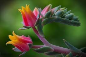 I came across the work of japanese artist makoto azuma. New Flower Wallpapers Attractive Flower Hd Wallpapers Beautiful Flowers Wallpapers Beautiful Flowers Photos Beautiful Flowers Hd Wallpapers