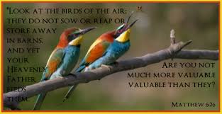 Look At The Birds Of The Air Look At The Birds Of The Air They Do Not Sow Or Reap Or Store Away In Barns And Yet Your Heavenly Father Feeds Them Matthew 6 26 Matthew 6 Heavenly Father