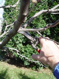 A tree stake not only helps support the tree, it also aids in shaping the tree. How And Why To Prune A Pear Tree Pennlive Com