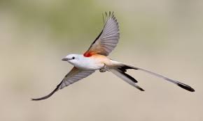 Birds Native To Oklahoma From Its Long Tail To Its Famous Sky Dance No Other Oklahoma Bird Is More Striking And Identifiable Than The Scissortail Flycatc Birds Flying Flycatcher Birds