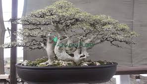 Pernafasan gaya bebas tidak terlalu lama. Panduan Lengkap Cara Membuat Bonsai Serut Bagi Pemula Faunadanflora Com