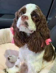 Image result for clumber španěl lov